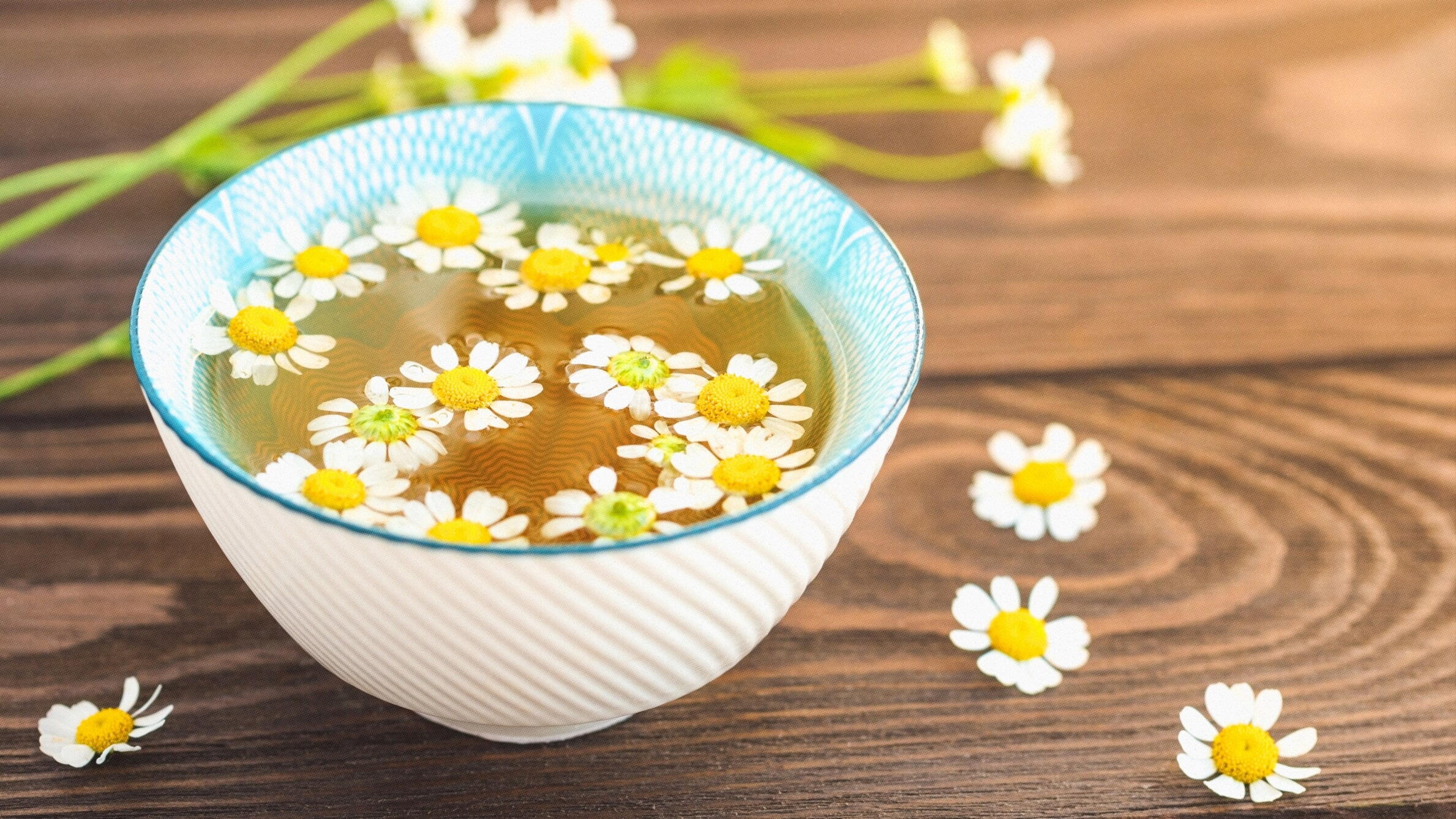 Daisy flower meaning