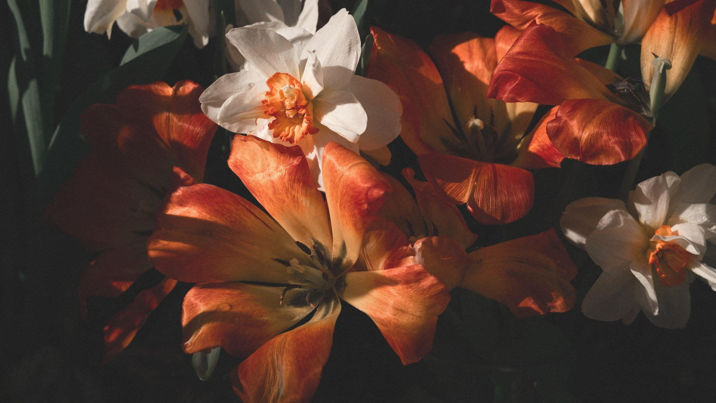 Orange narcissus