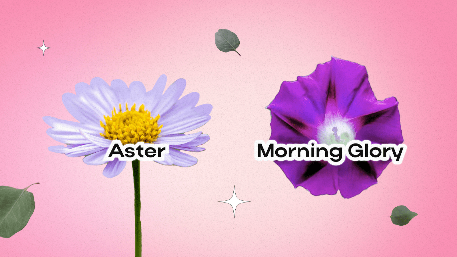 Birth Flowers for September