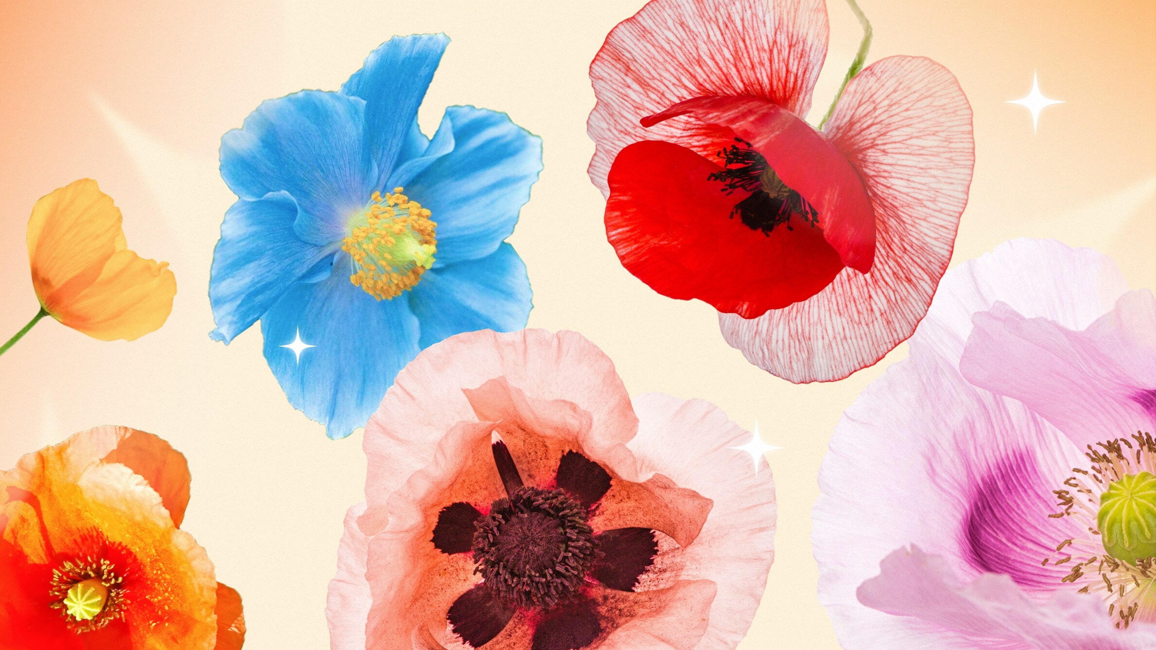 Colors of Poppy