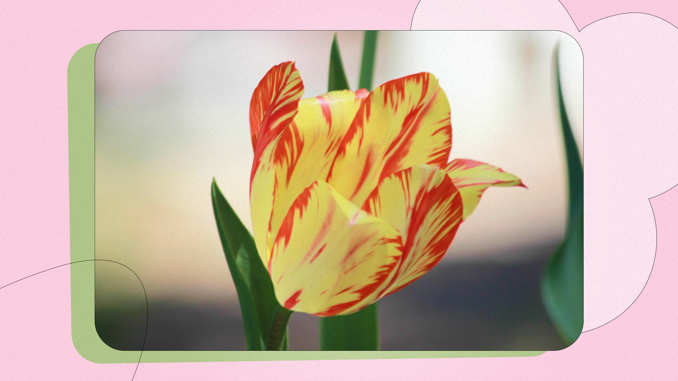 Variegated Tulips
