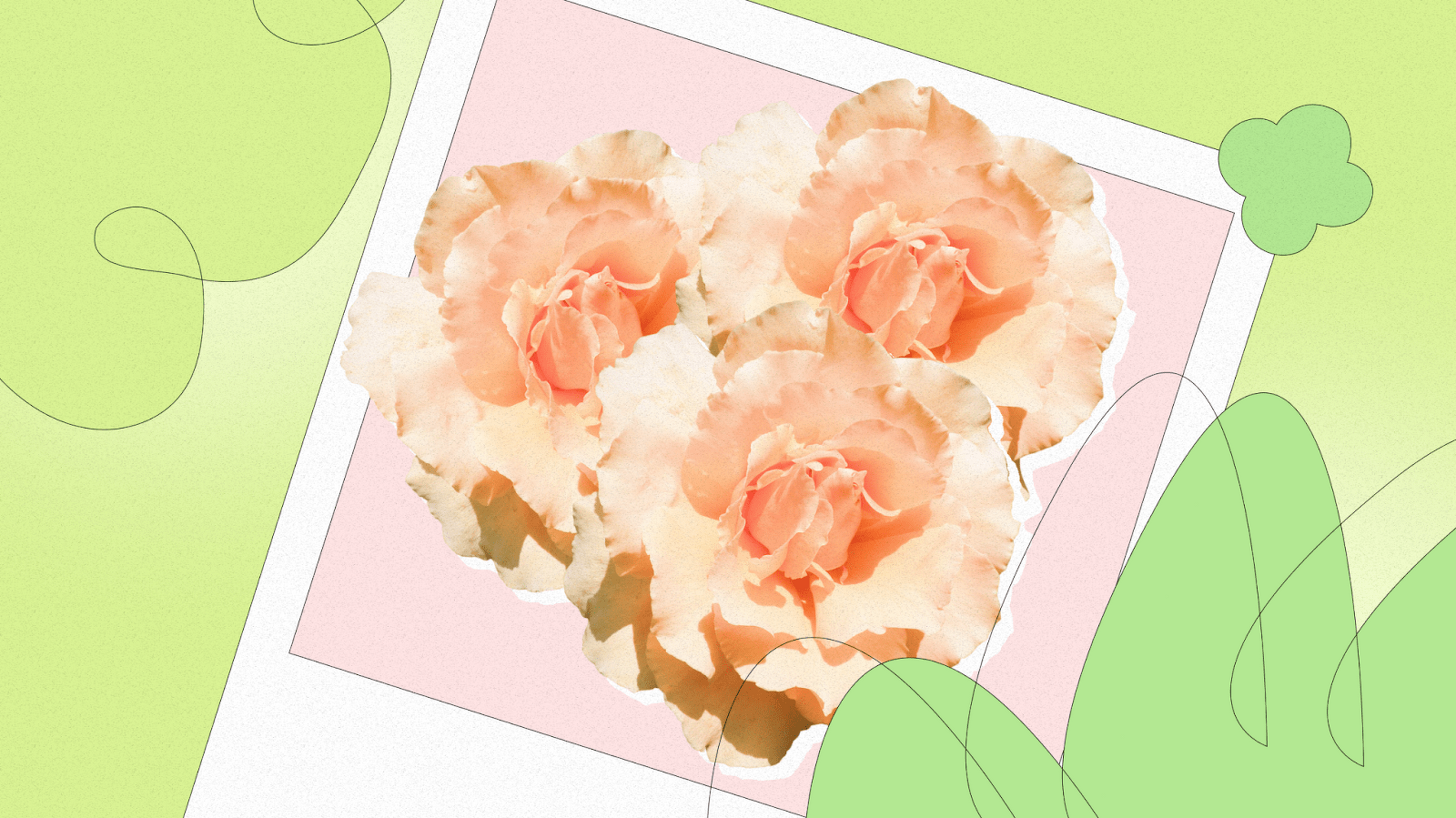 What do peach roses mean?