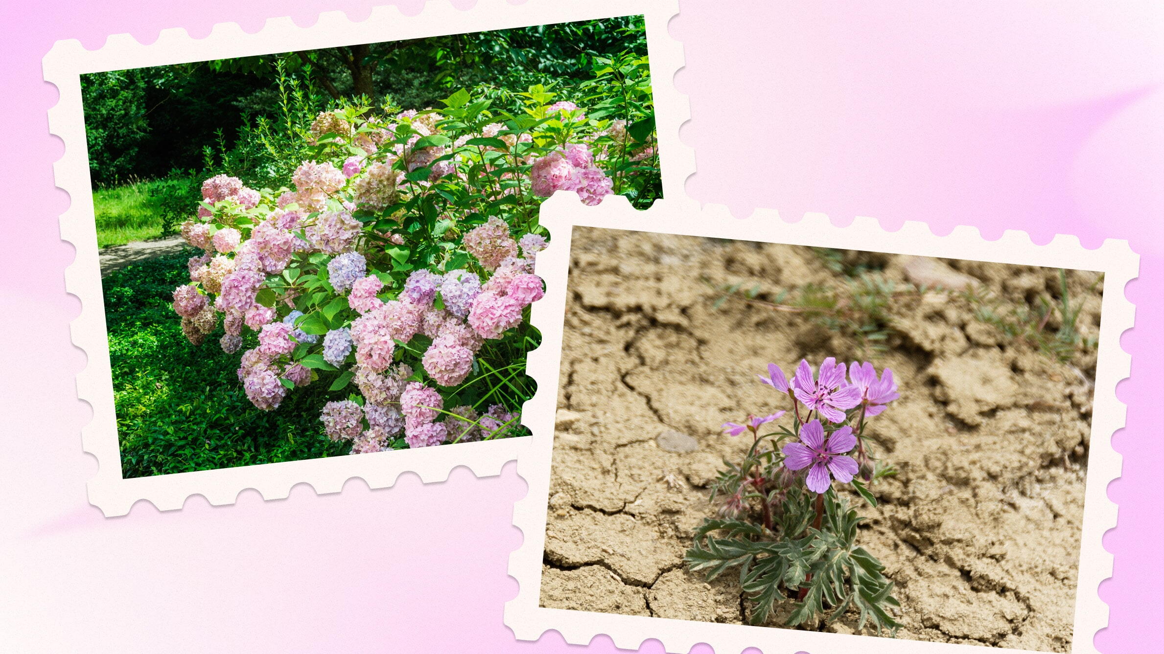 How long can flowers go without water outside