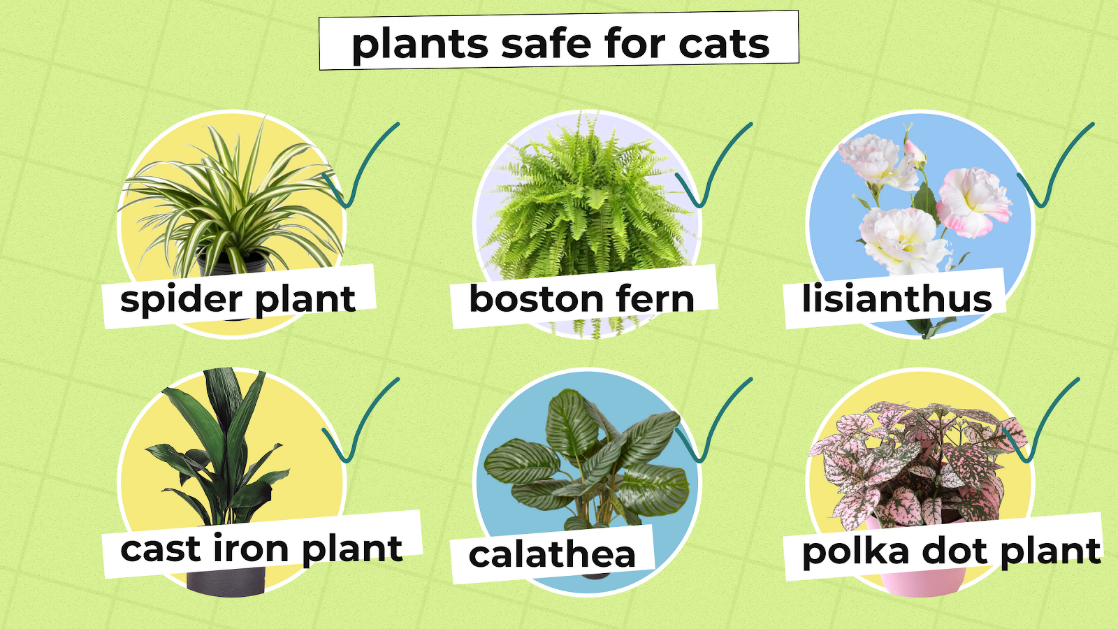 Safe Plants for Cats