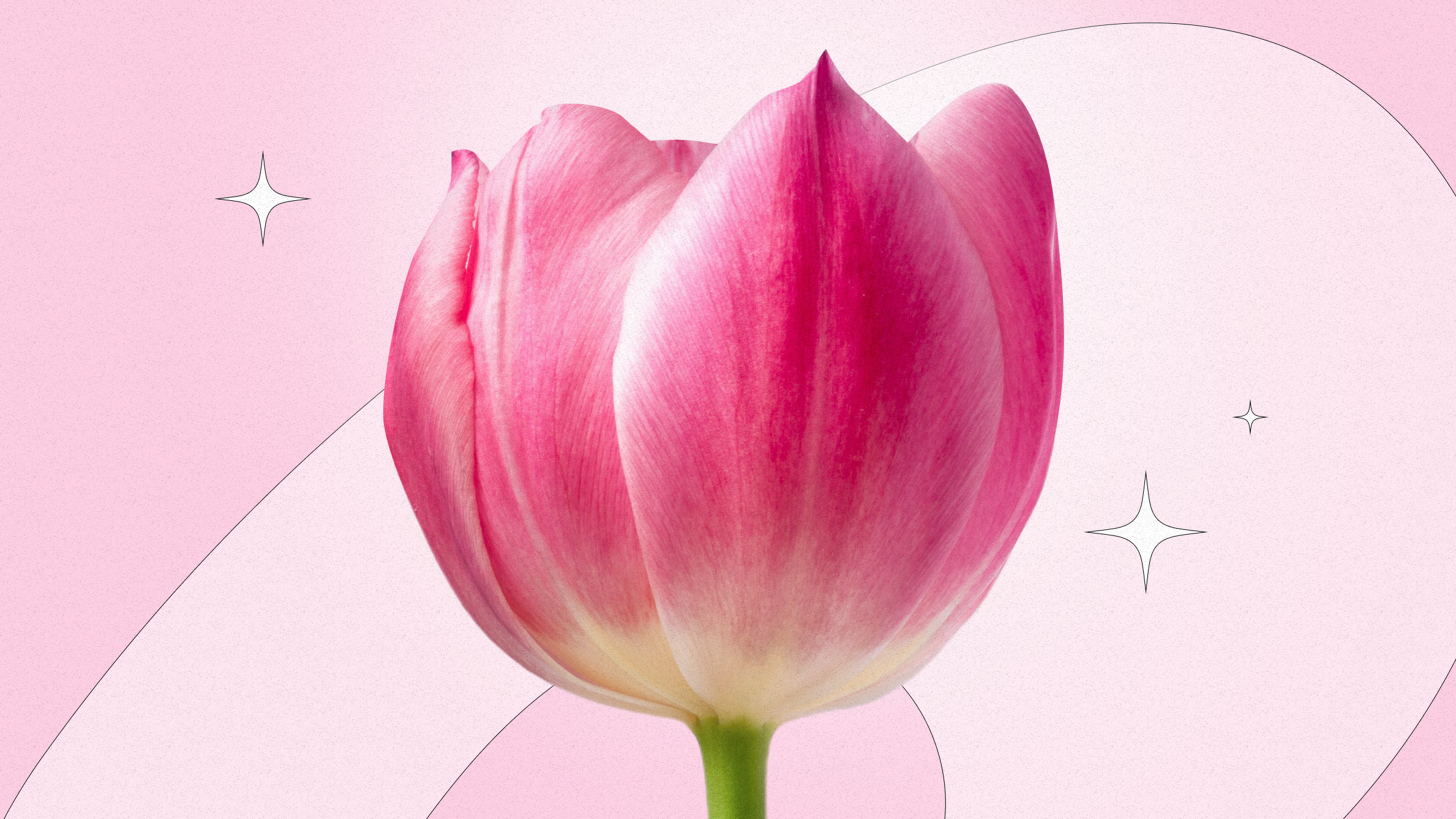 Tulip flower meaning and symbolism