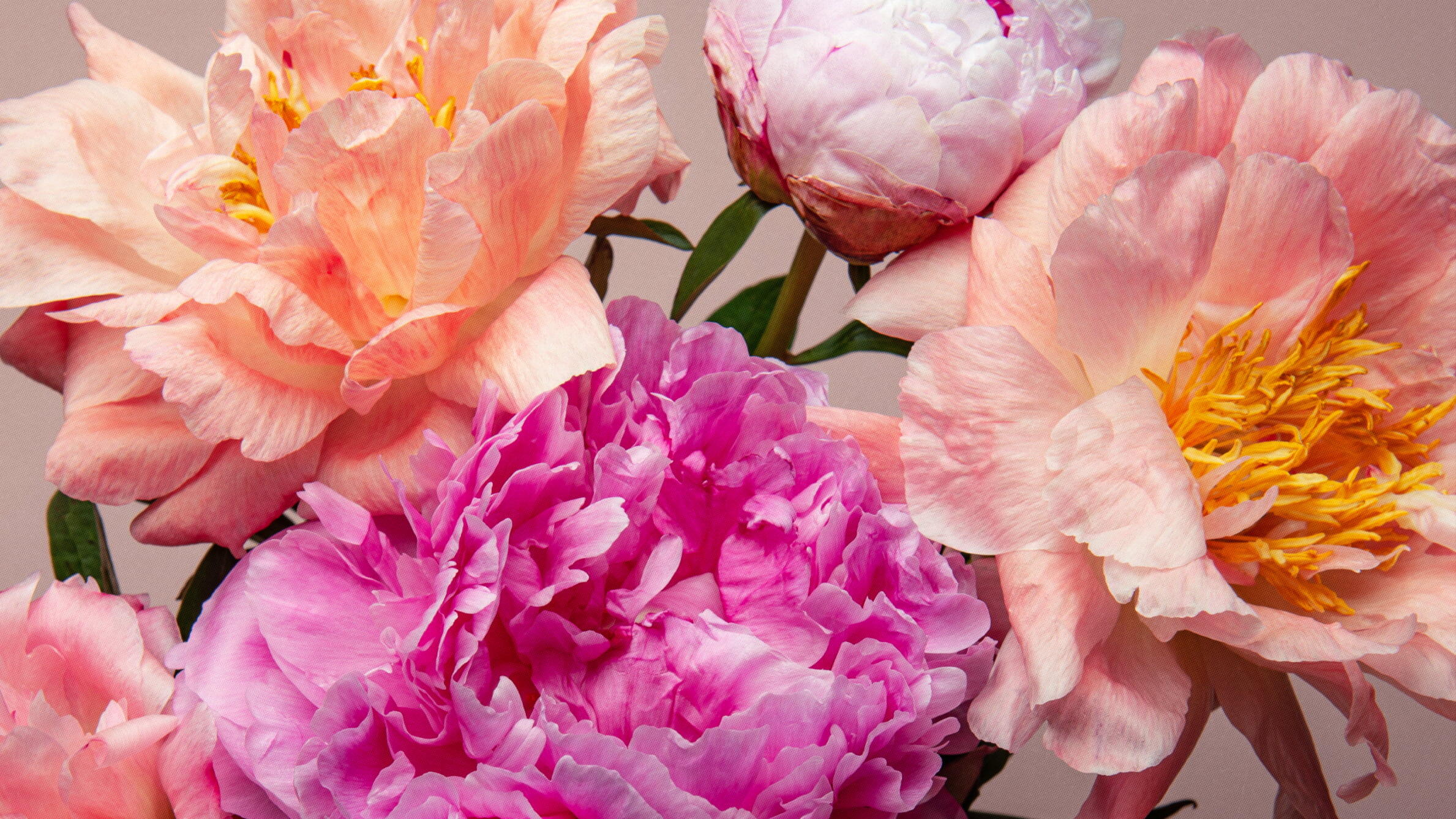 Peony in season