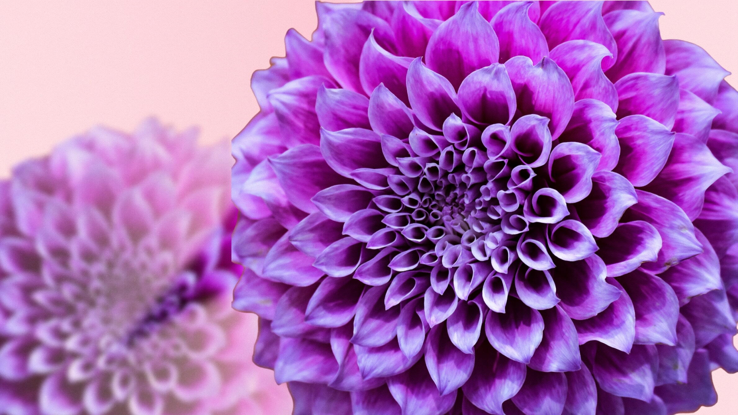 Purple Dahlia