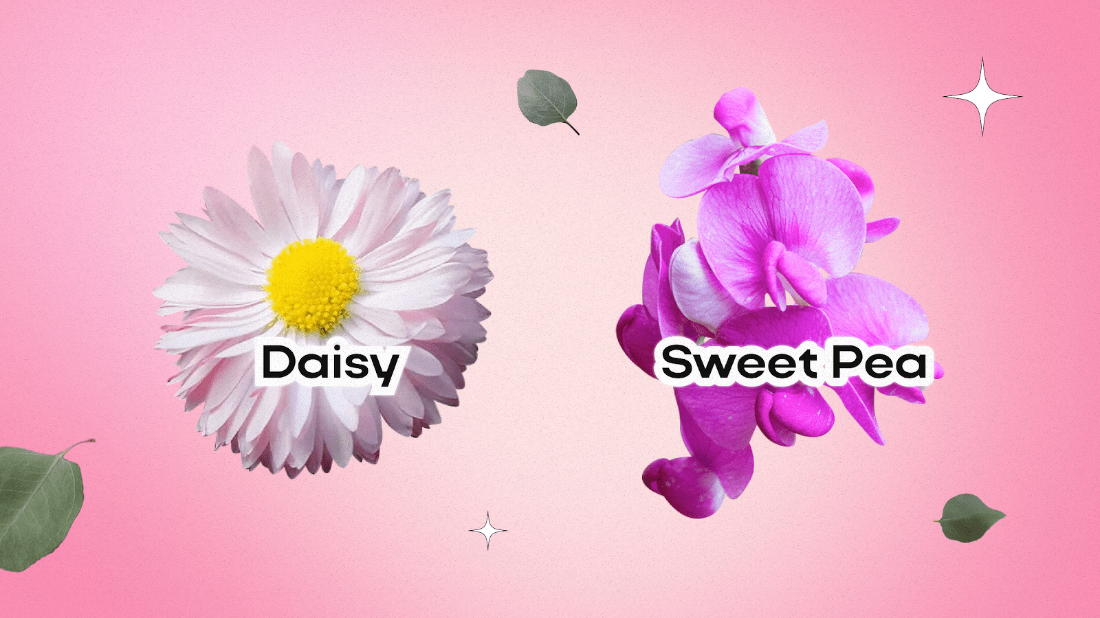 Birth Flowers for April