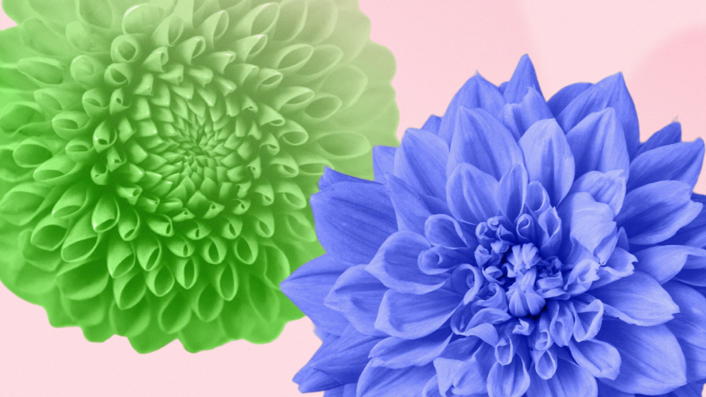 Green and Blue Dahlia