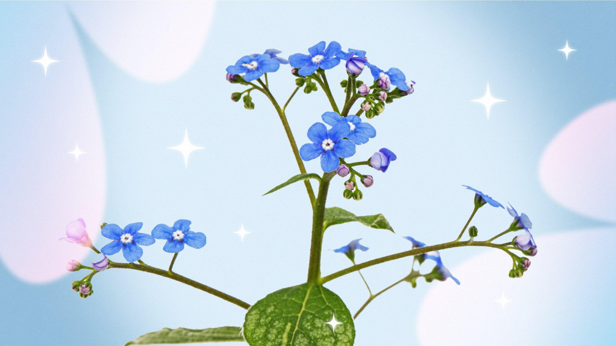 Forget-me-not flower