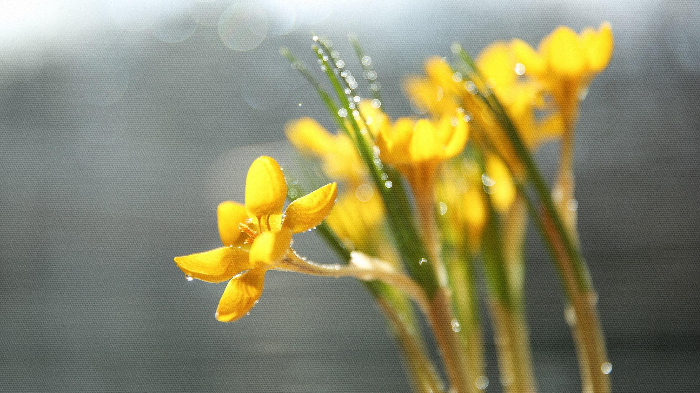 Yellow narcissus