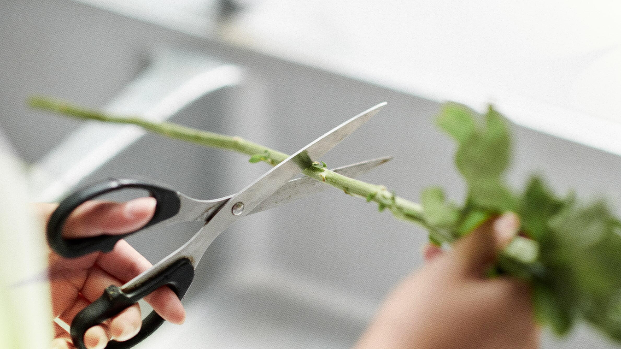 The significance of proper floral care