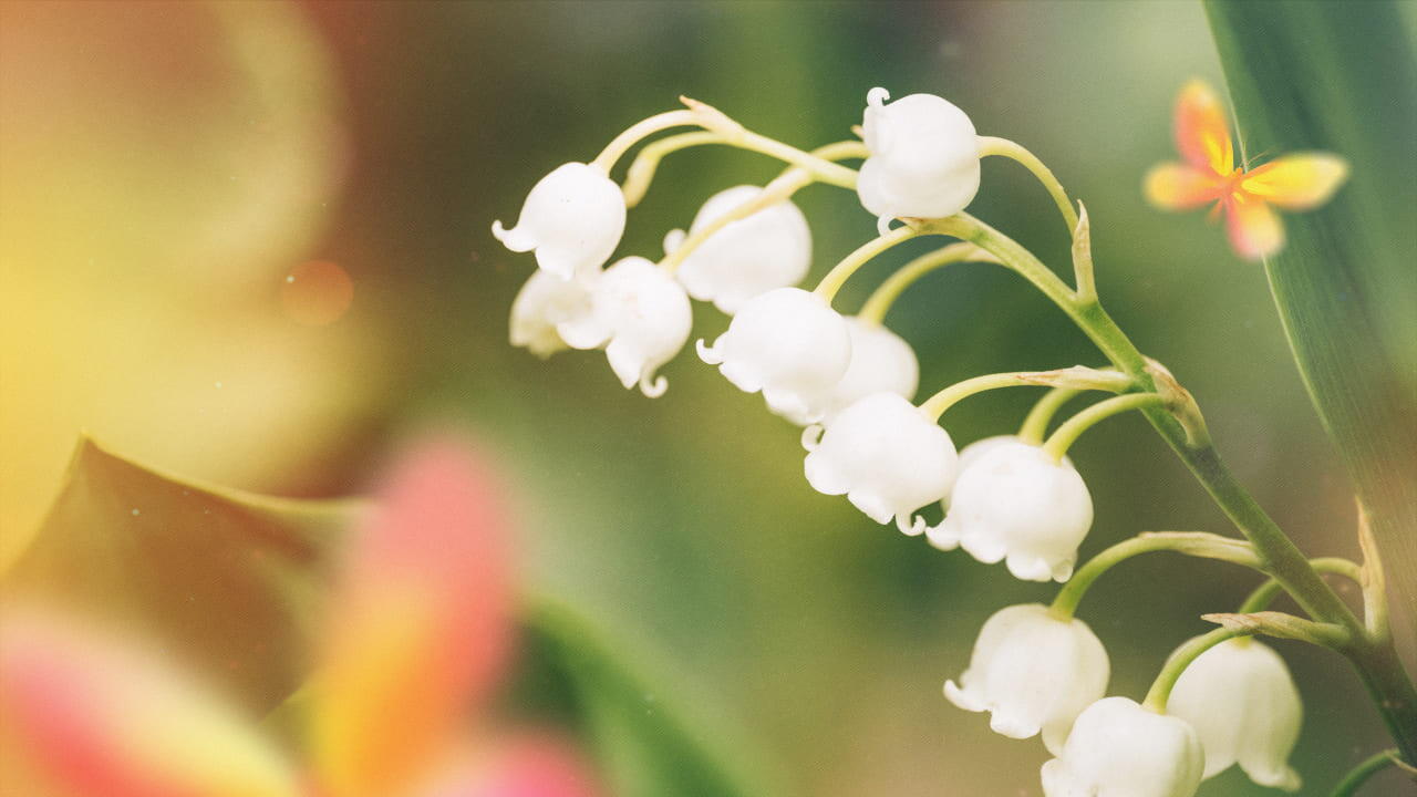 birth flowers for may