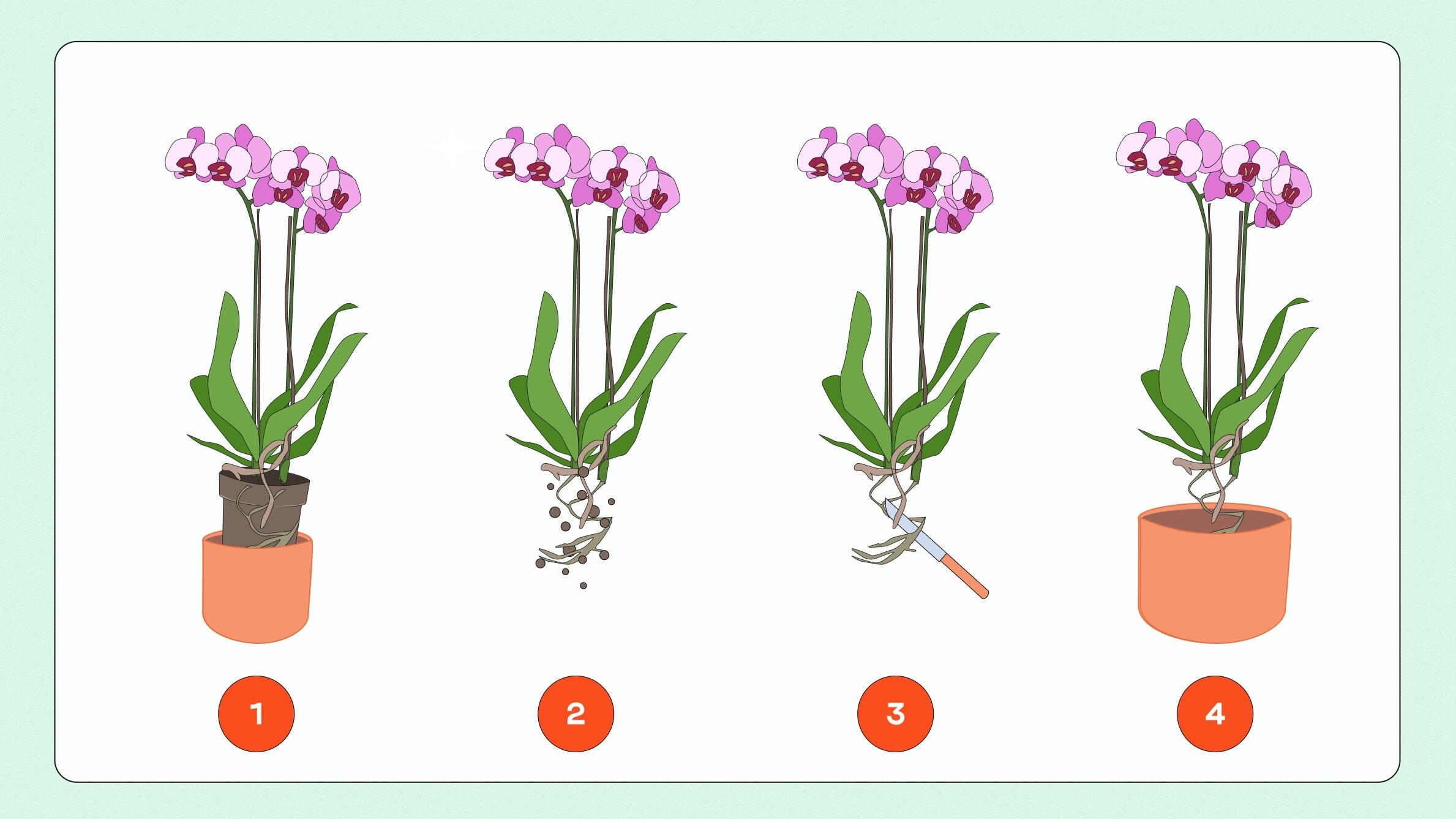 Planting and repotting orchids in pots 1