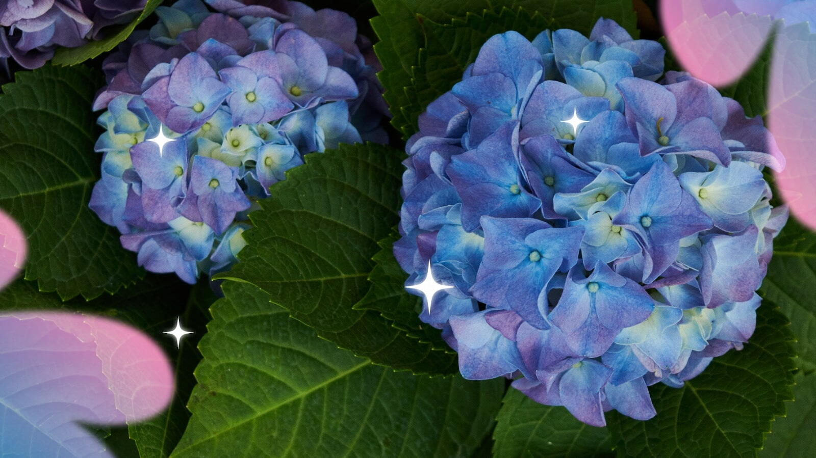Hydrangeas