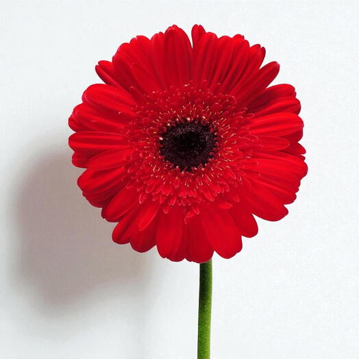 Red Gerbera