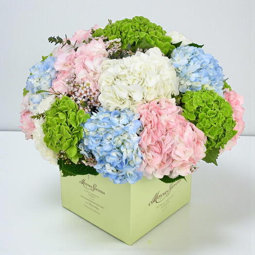 Небесная гортензия