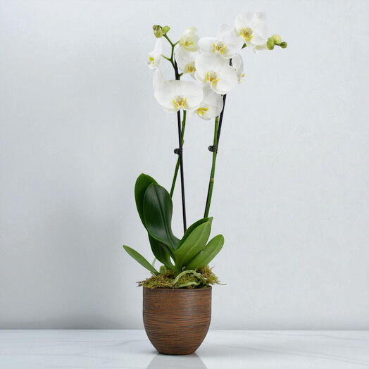 White Orchid