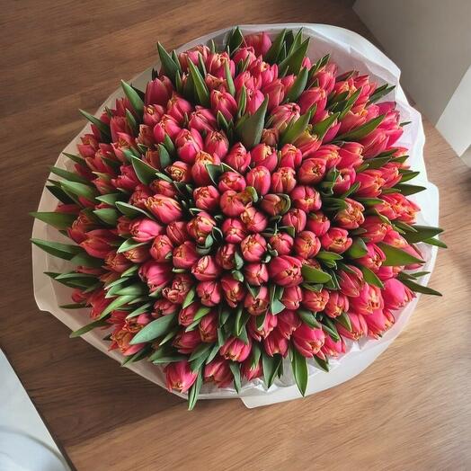 151 tulips