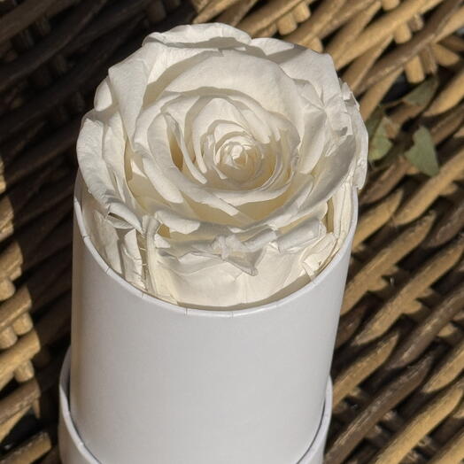Single white rose