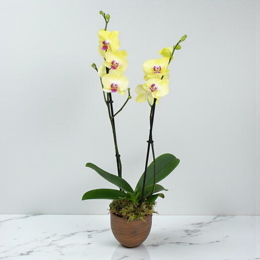 Yellow Orchid