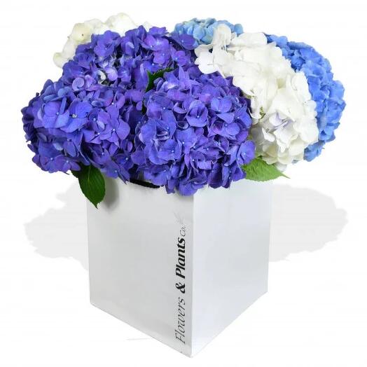 Счастливые гортензии