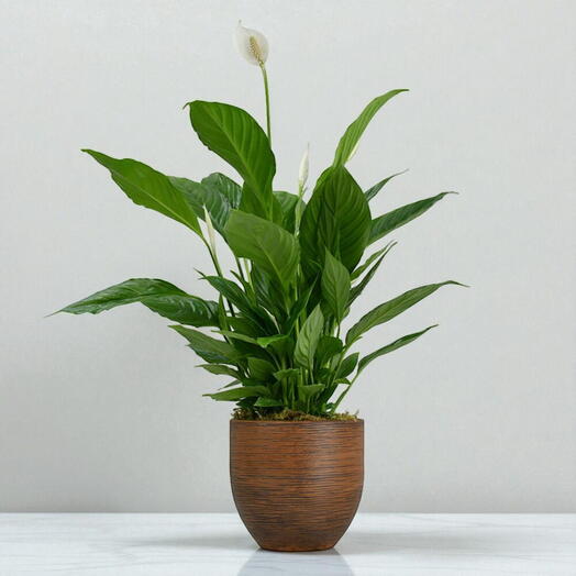 Peace Lily