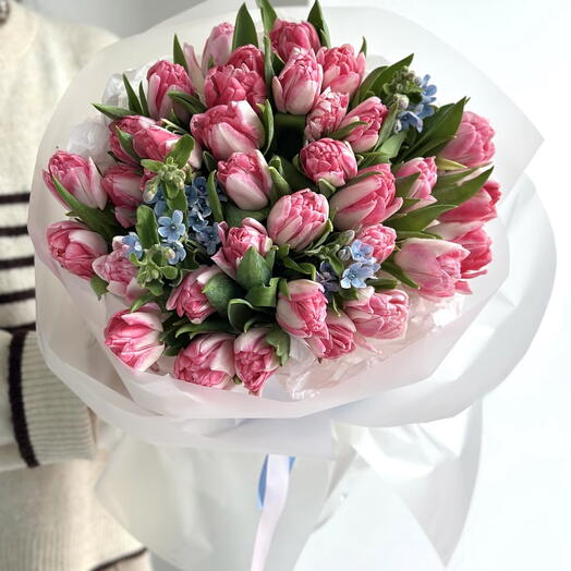 Tulips pink and operating