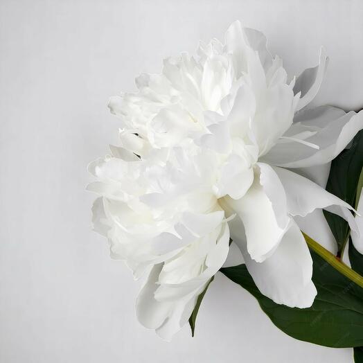 Peony