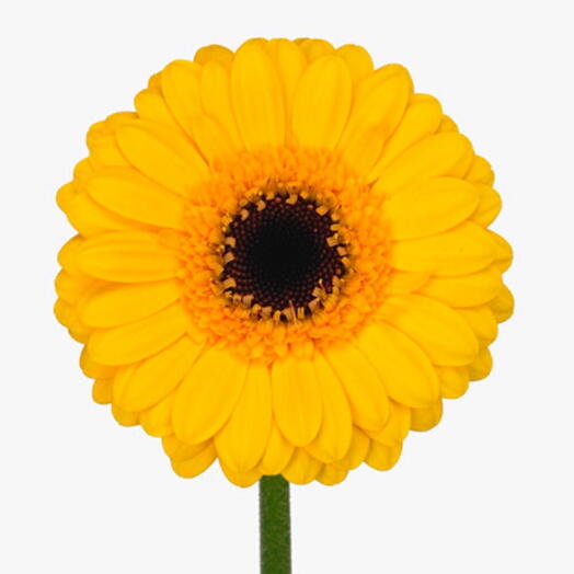 Yellow Gerbera