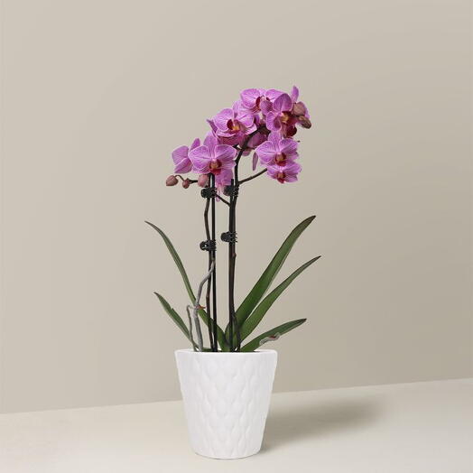 Орхидно-розовый