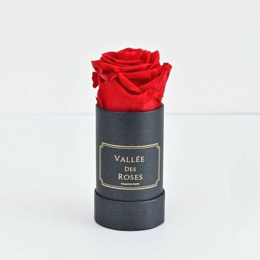 Red Singular Preserved Rose