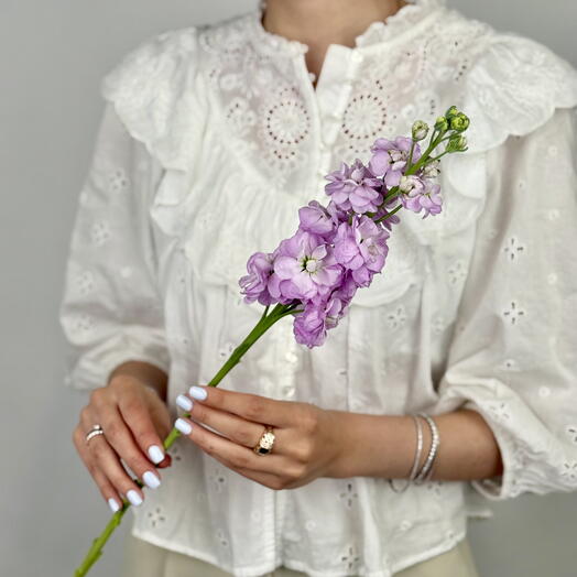 Violet Dreams – Purple Mattiola for Textured Flower Mixes