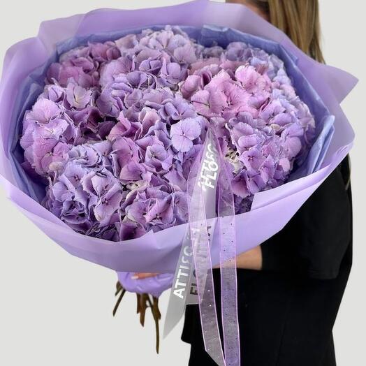 Lavender Cloud (hydrangeas )