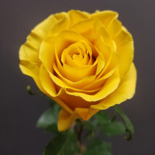 Yellow Rose