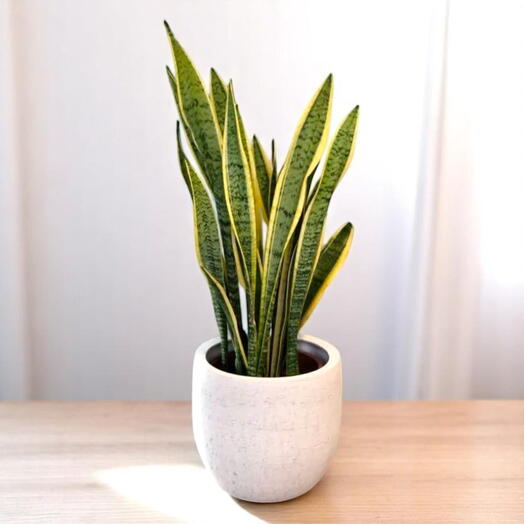 Комнатное растение Сансевиерия