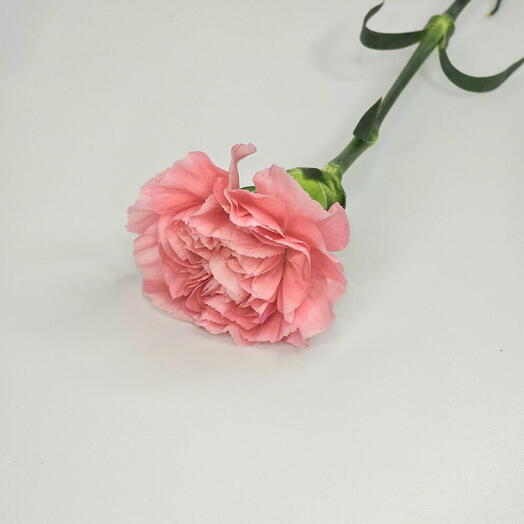 Pink Carnation