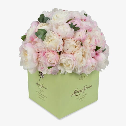 Perfect Peony
