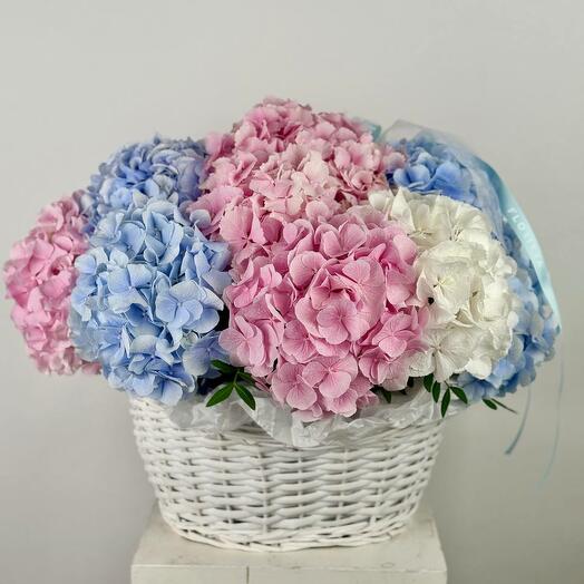 Cloud of Hydrangeas – Elegant Basket of 13 Blooms