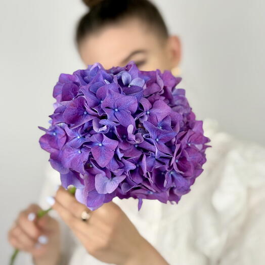 Purple Hydrangea Stem to Elevate Your Arrangement