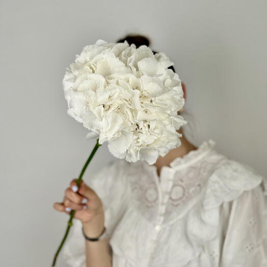 White Hydrangea for Soft   Elegant Designs - Cloudlike Beauty