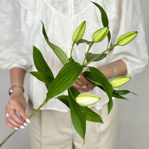 Graceful Lily Stem – Serene and Sophisticated Addition