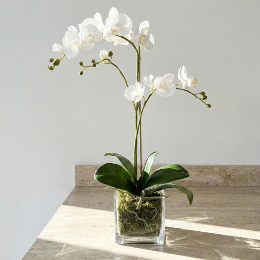 Белая орхидея фаленопсис в минималистичном стеклянном кубе