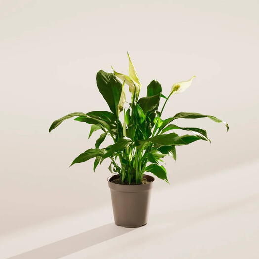Spathiphyllum Sweet Alana 50 cm (pot size 12 cm)