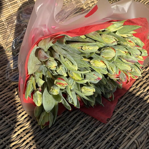 Double red and green tulips