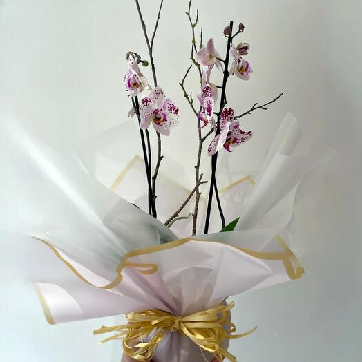 Elegant Orchid Bloom Wrap