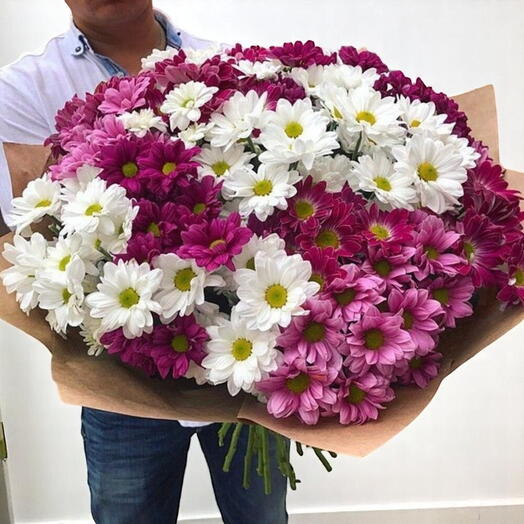 Chrysanthemum Sensation