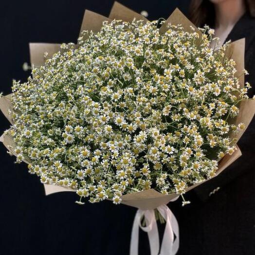 Camomile bouquet