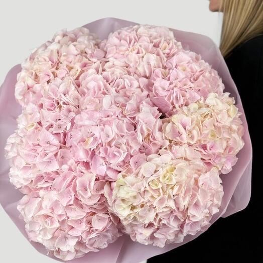 Pink hydrangea  Cloud