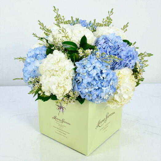 Hydrangea Delight